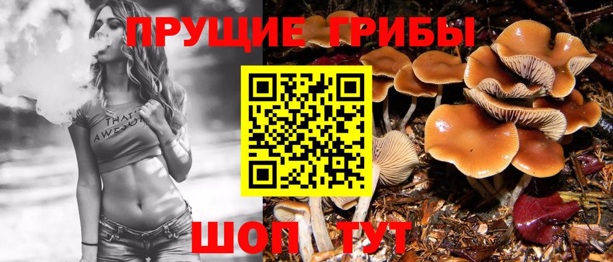 Галлюциногенные грибы Psilocybe Ейск